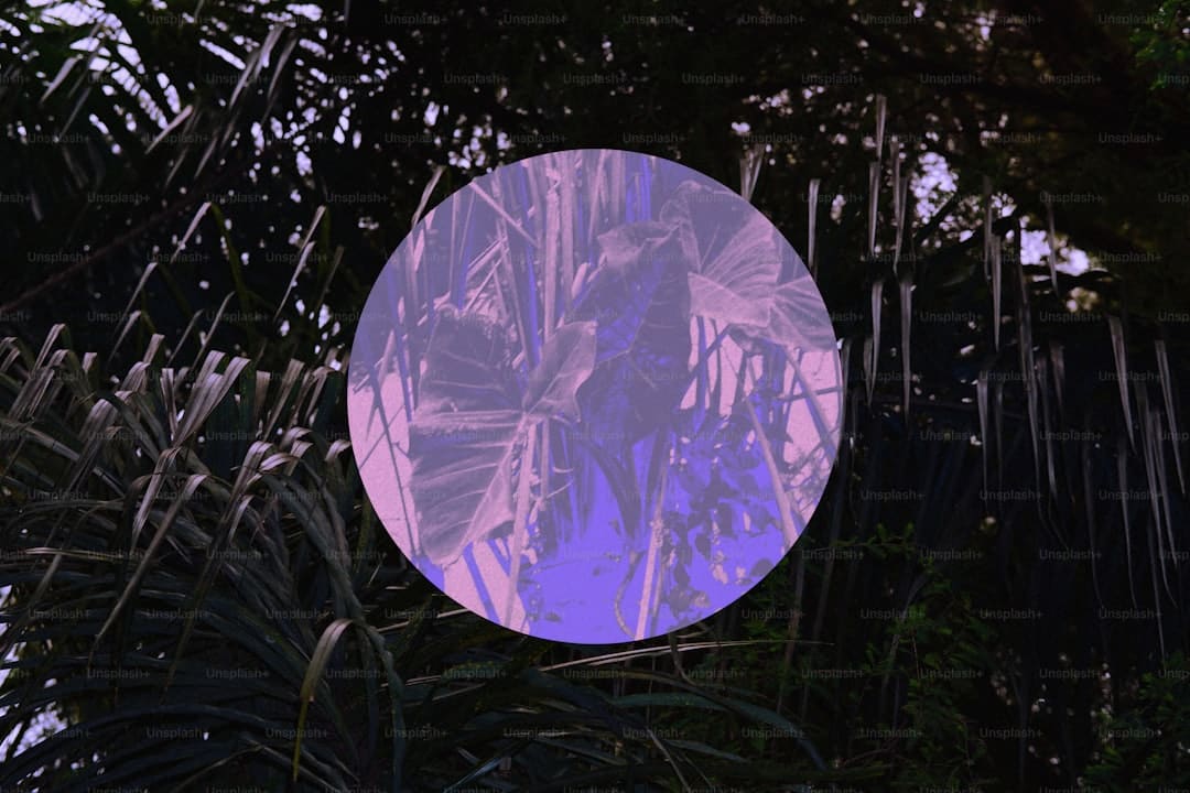 《歌手2024》：凡希亚《Grende》夺冠，许钧C